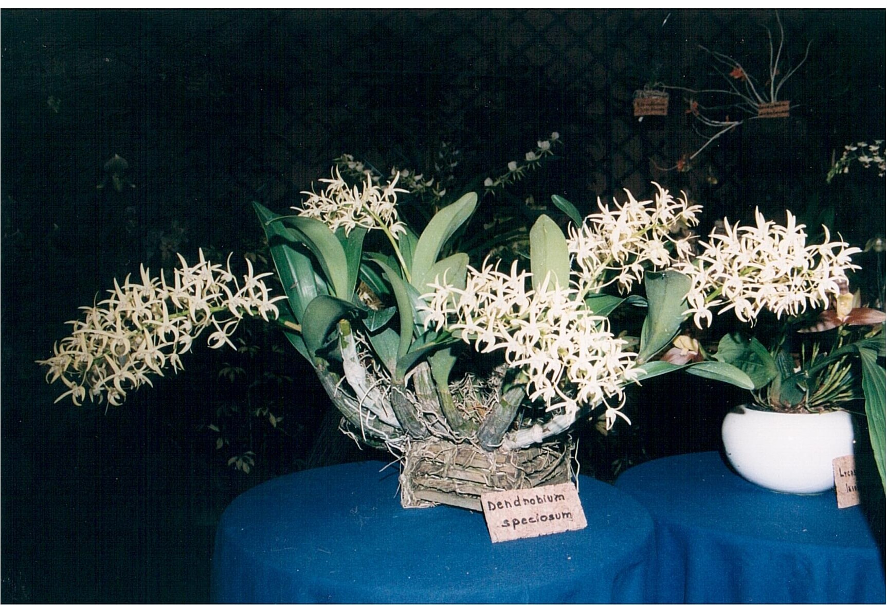 Dendrobium speciosum