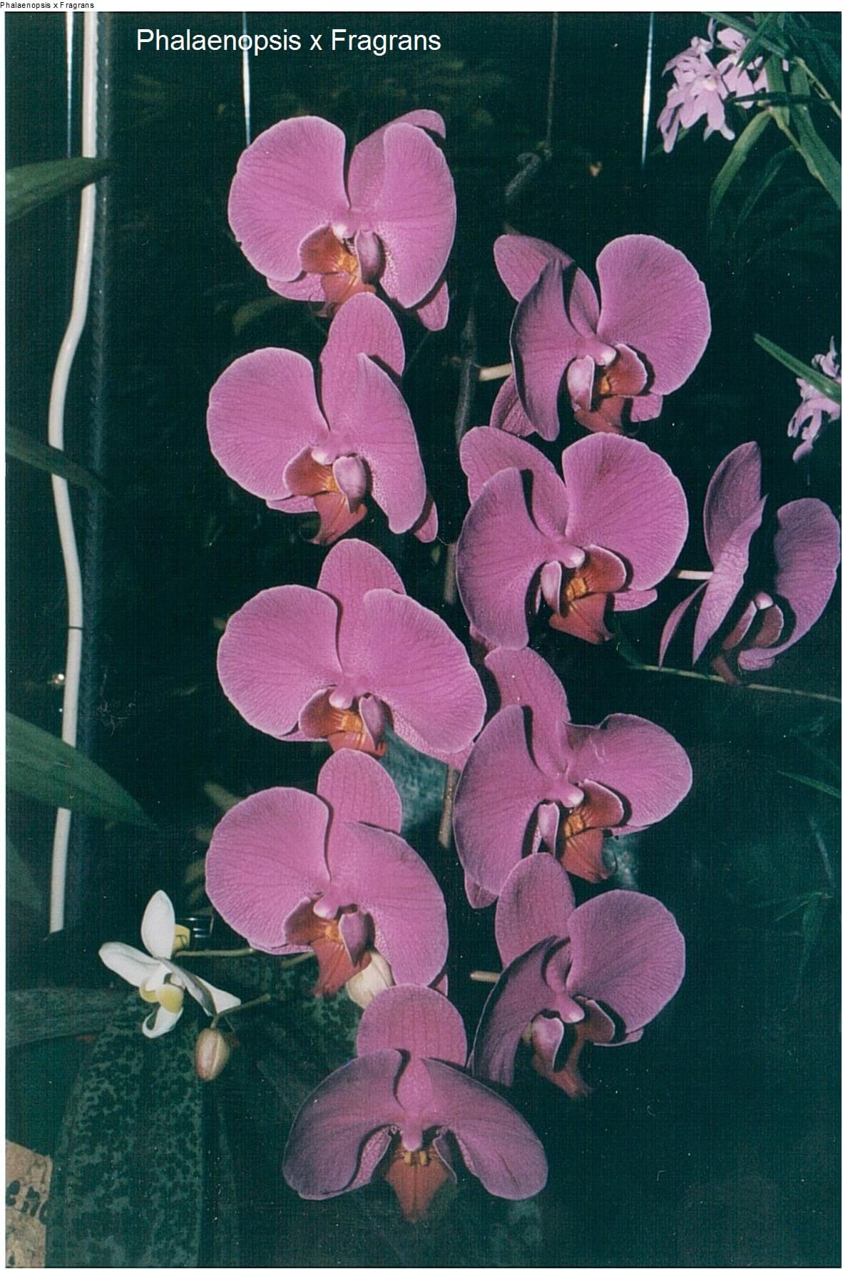 Phalaenopsis x Fragrans