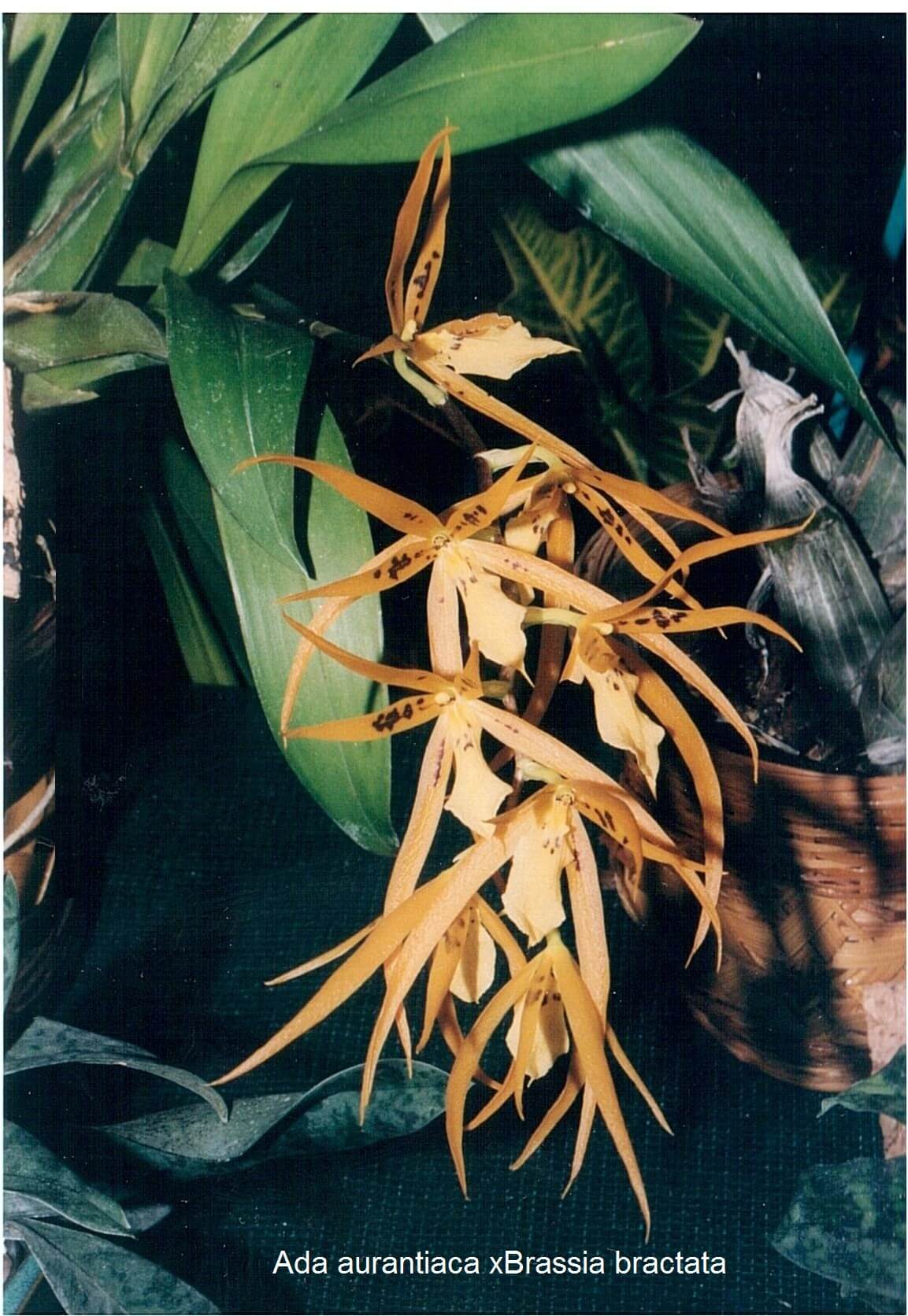 Ada aurantiaca x Brassia bractata