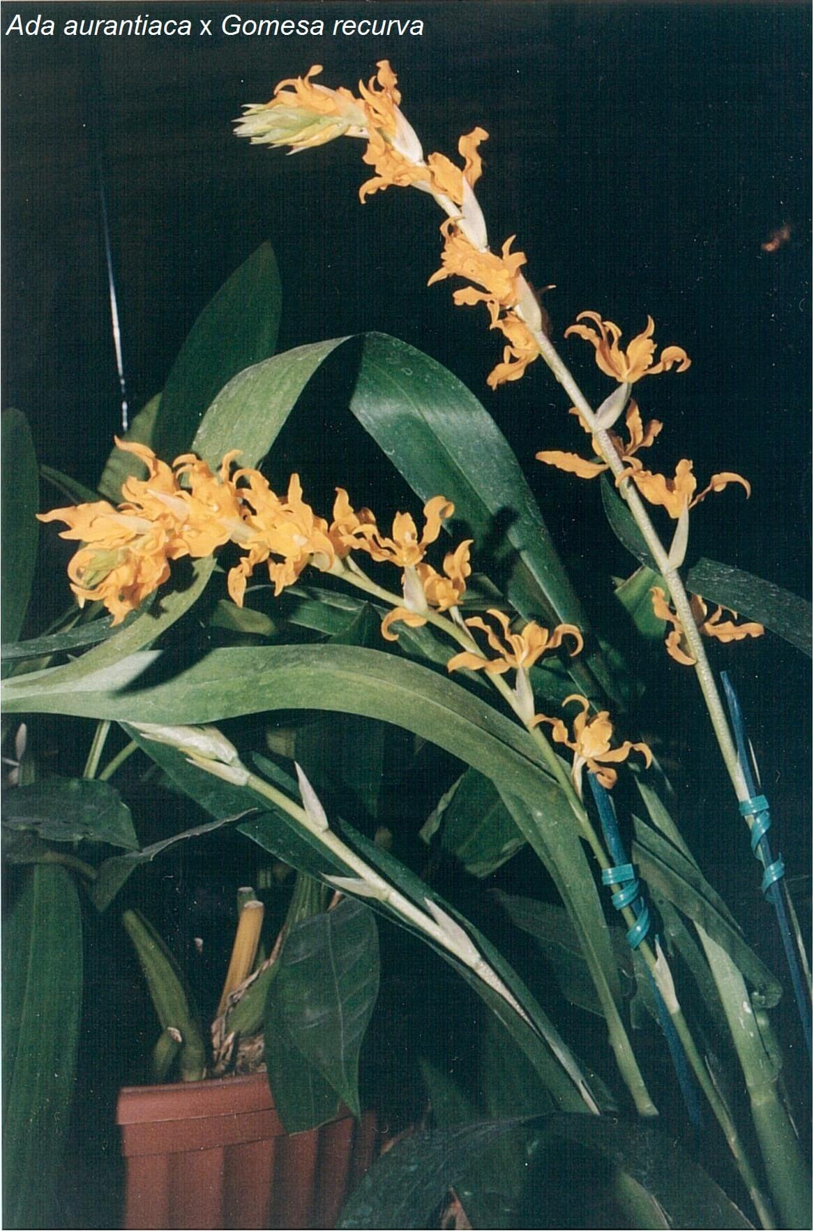 Ada aurantiaca x Gomesa recurva