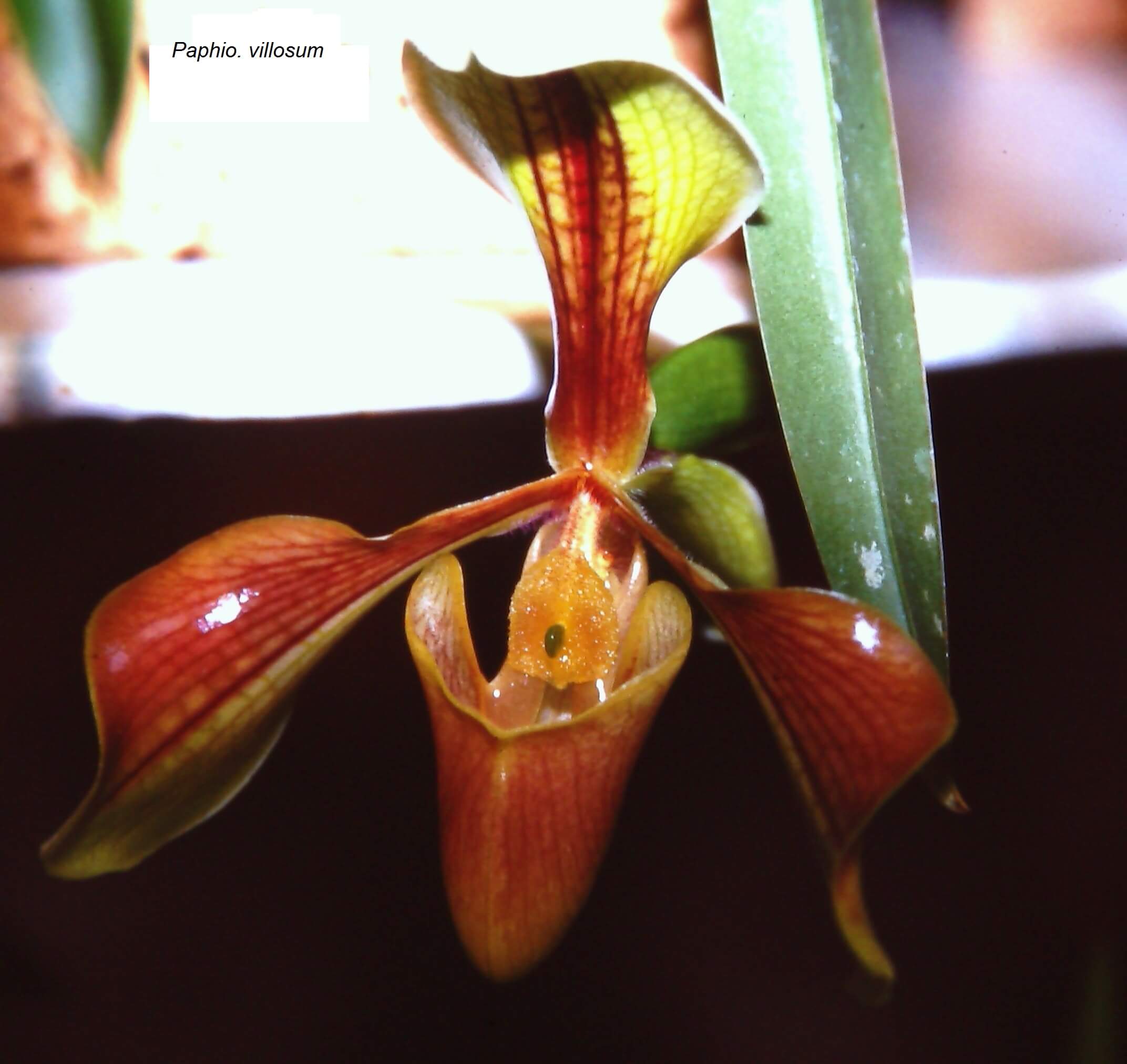 Paphiopedilum villosum