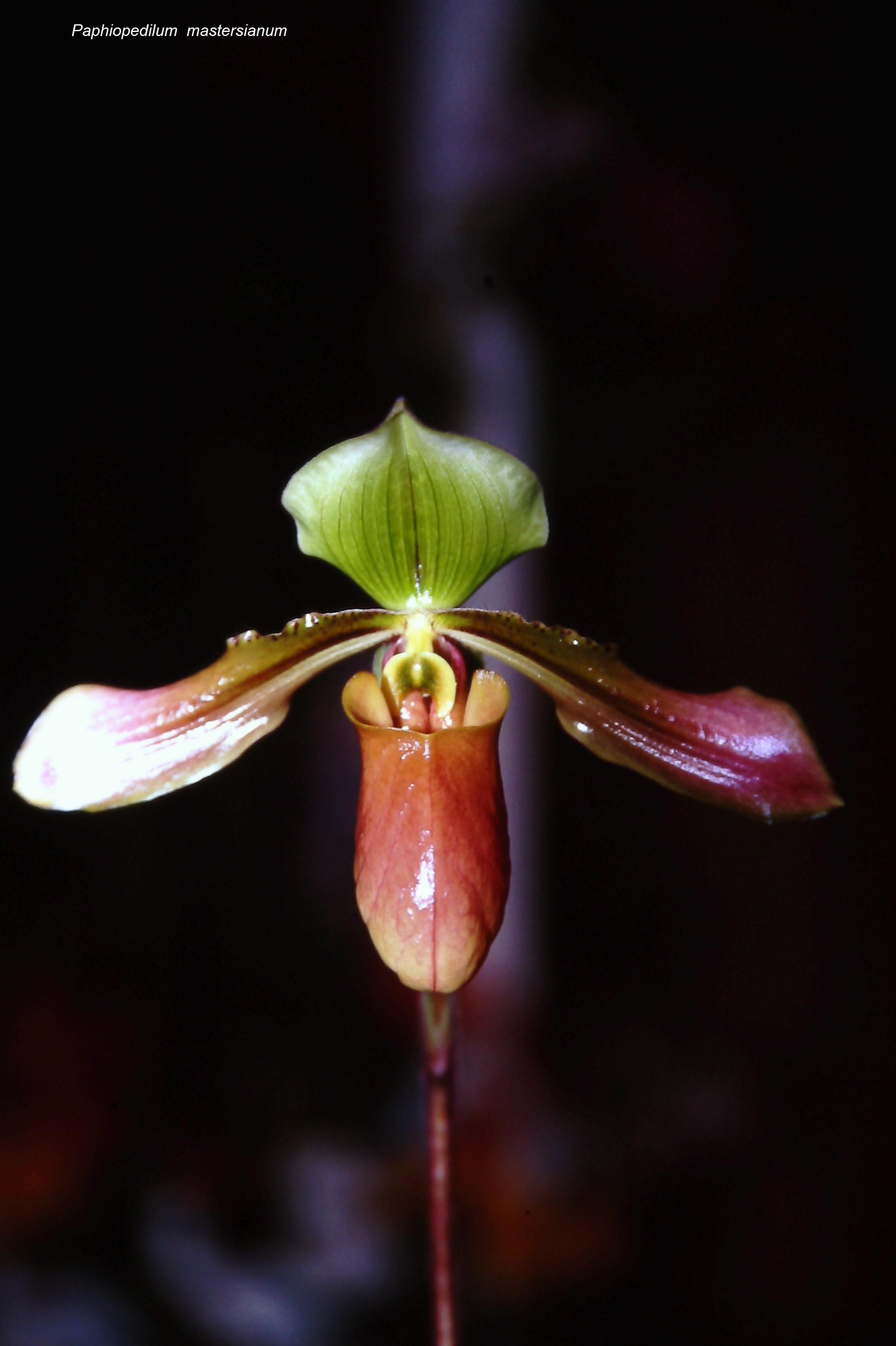 Paphiopedilum mastersianum