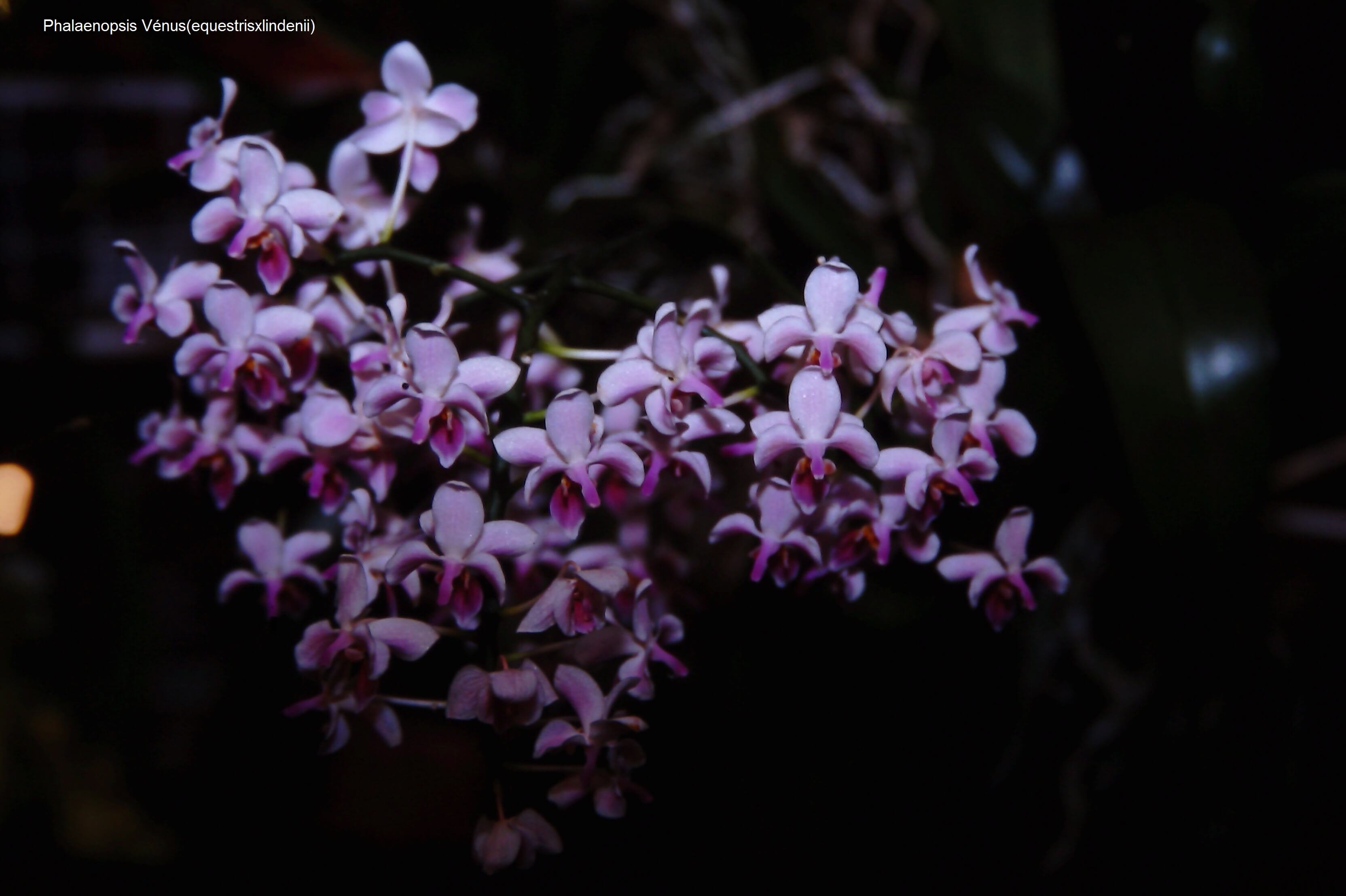 Phalaenopsis Vénus