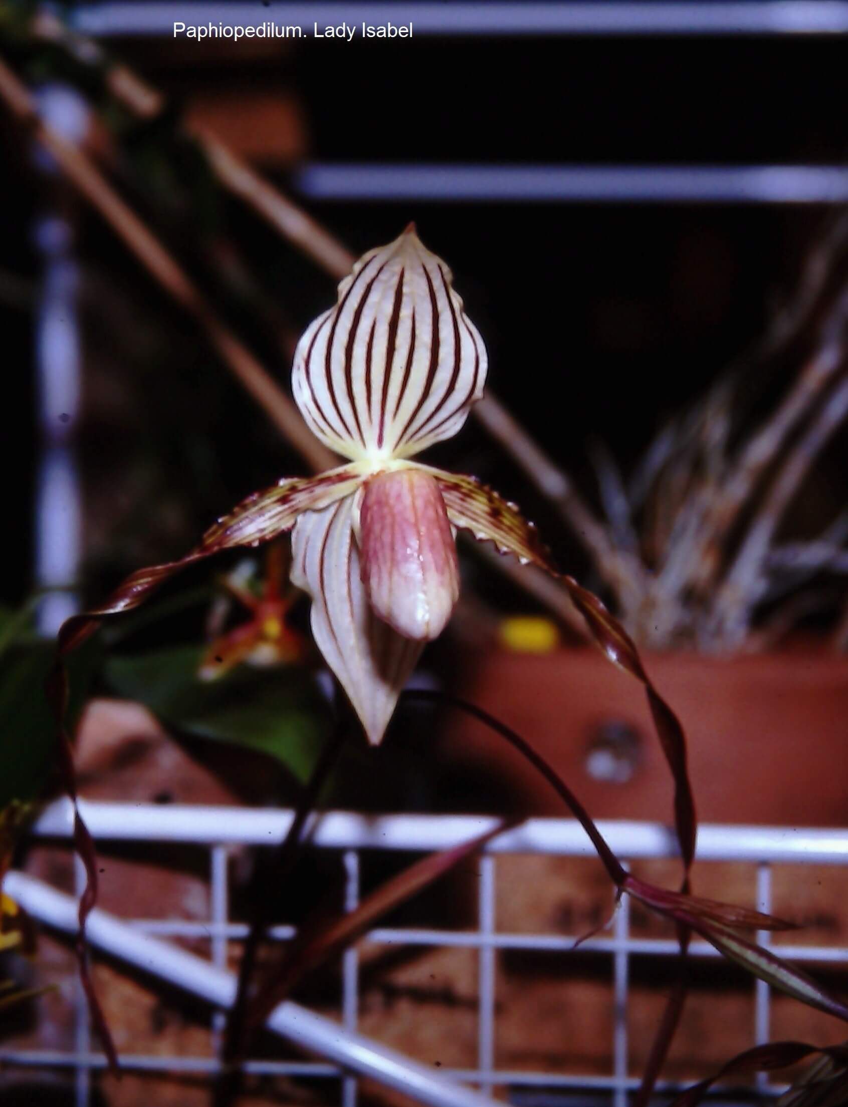 Paphiopedilum Lady Isabel