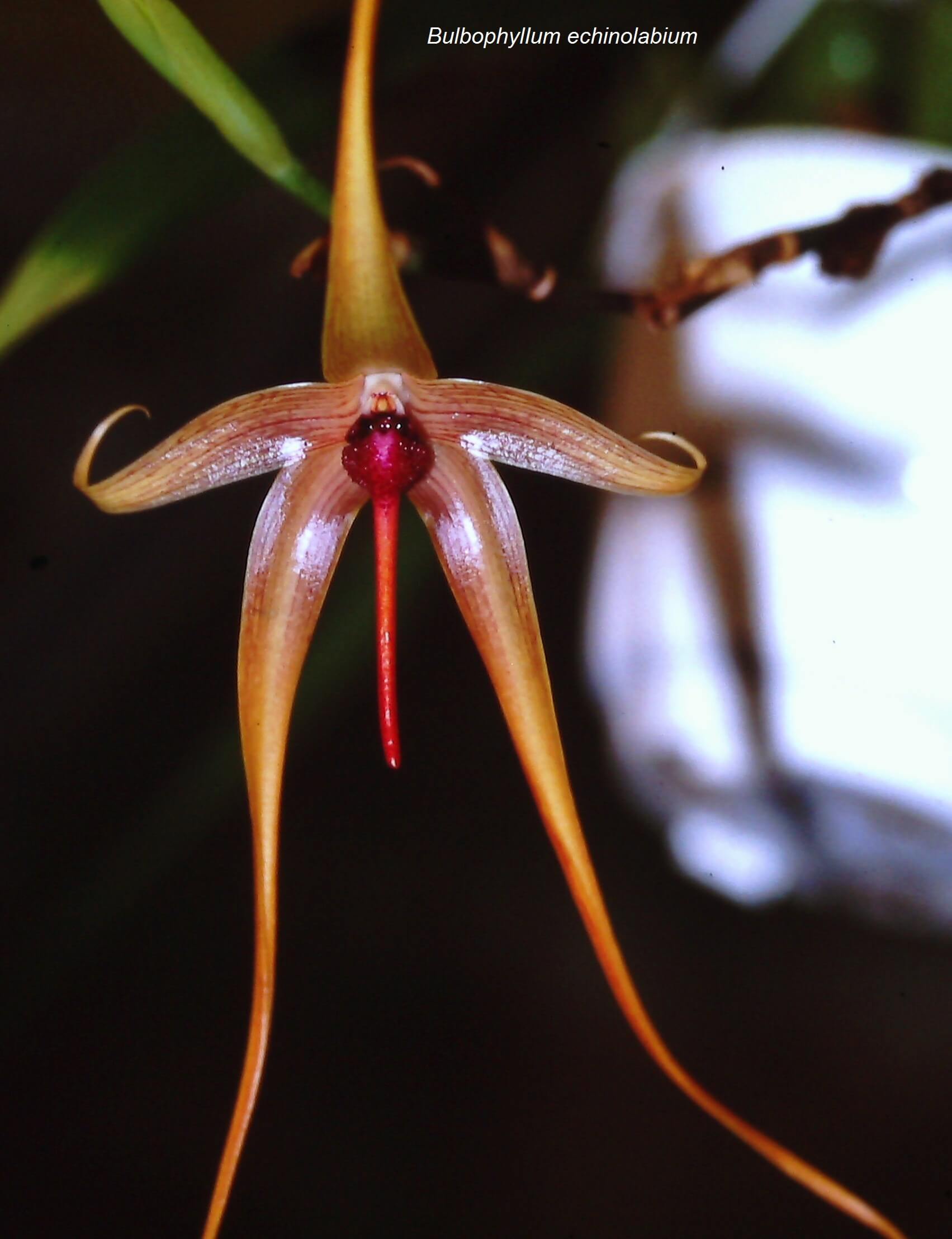 BulbophylIum echinolabium