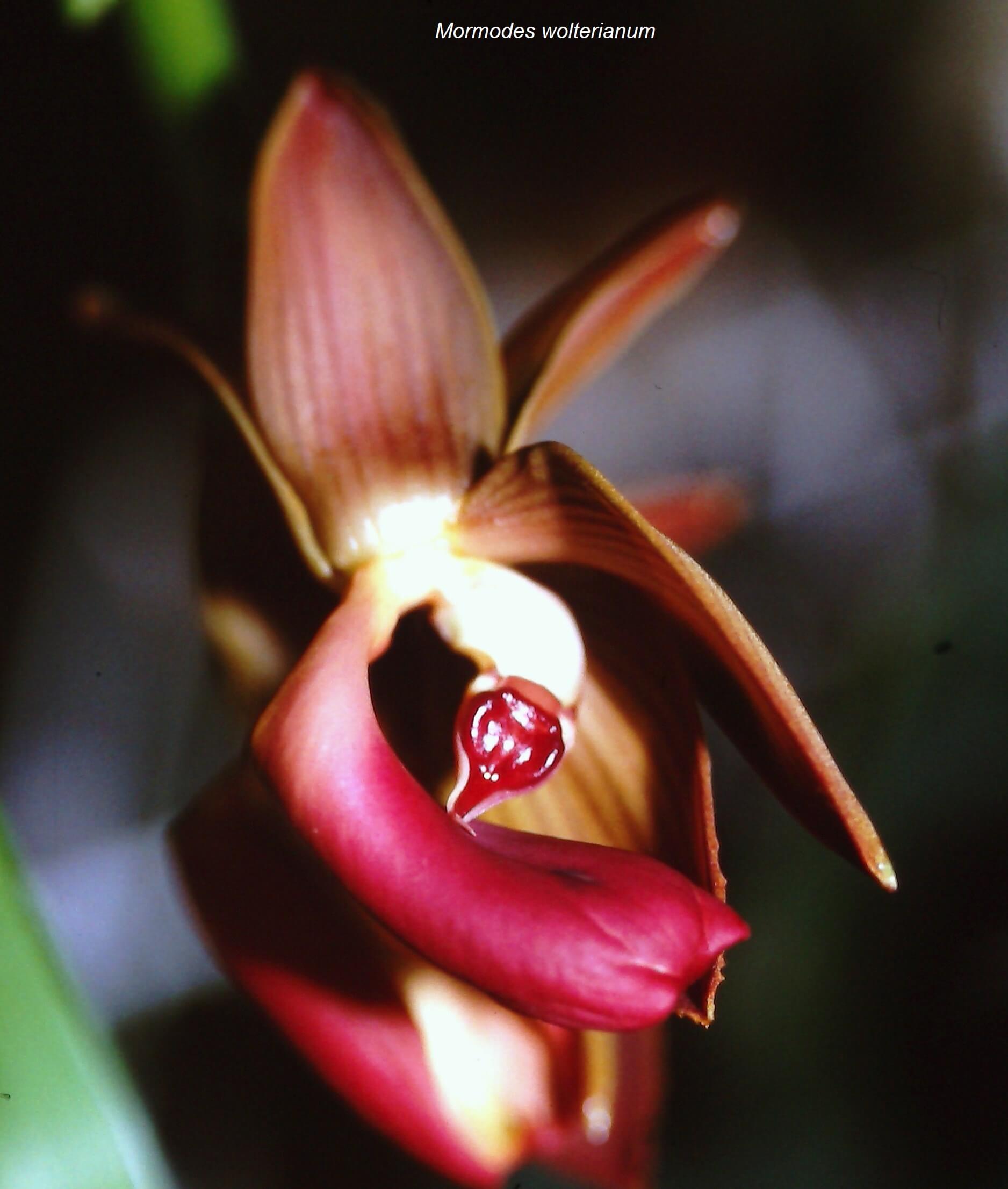 Mormodes wolterianum