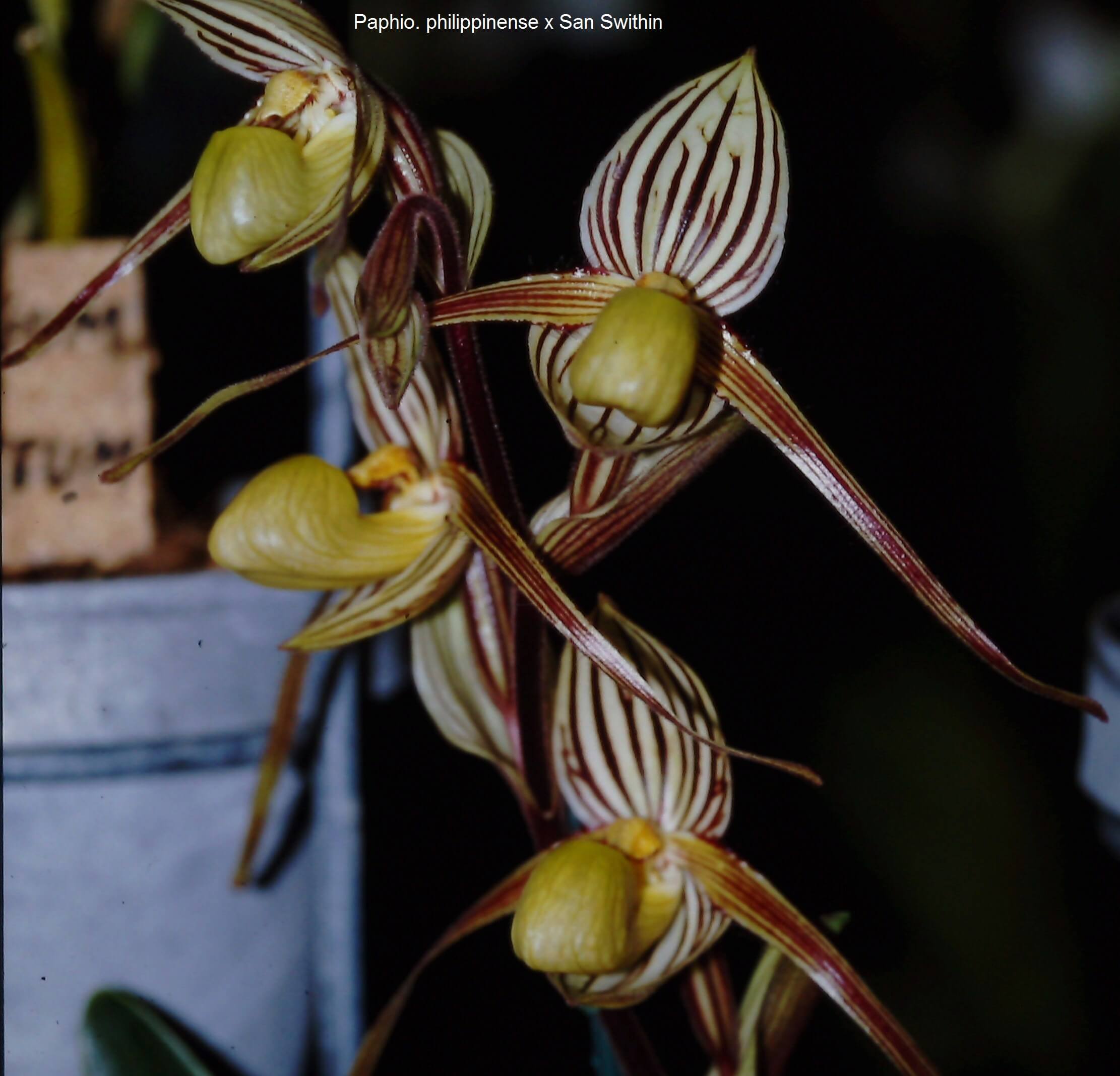Paphiopedilum philippinensex Paphiopedilum San Swithin