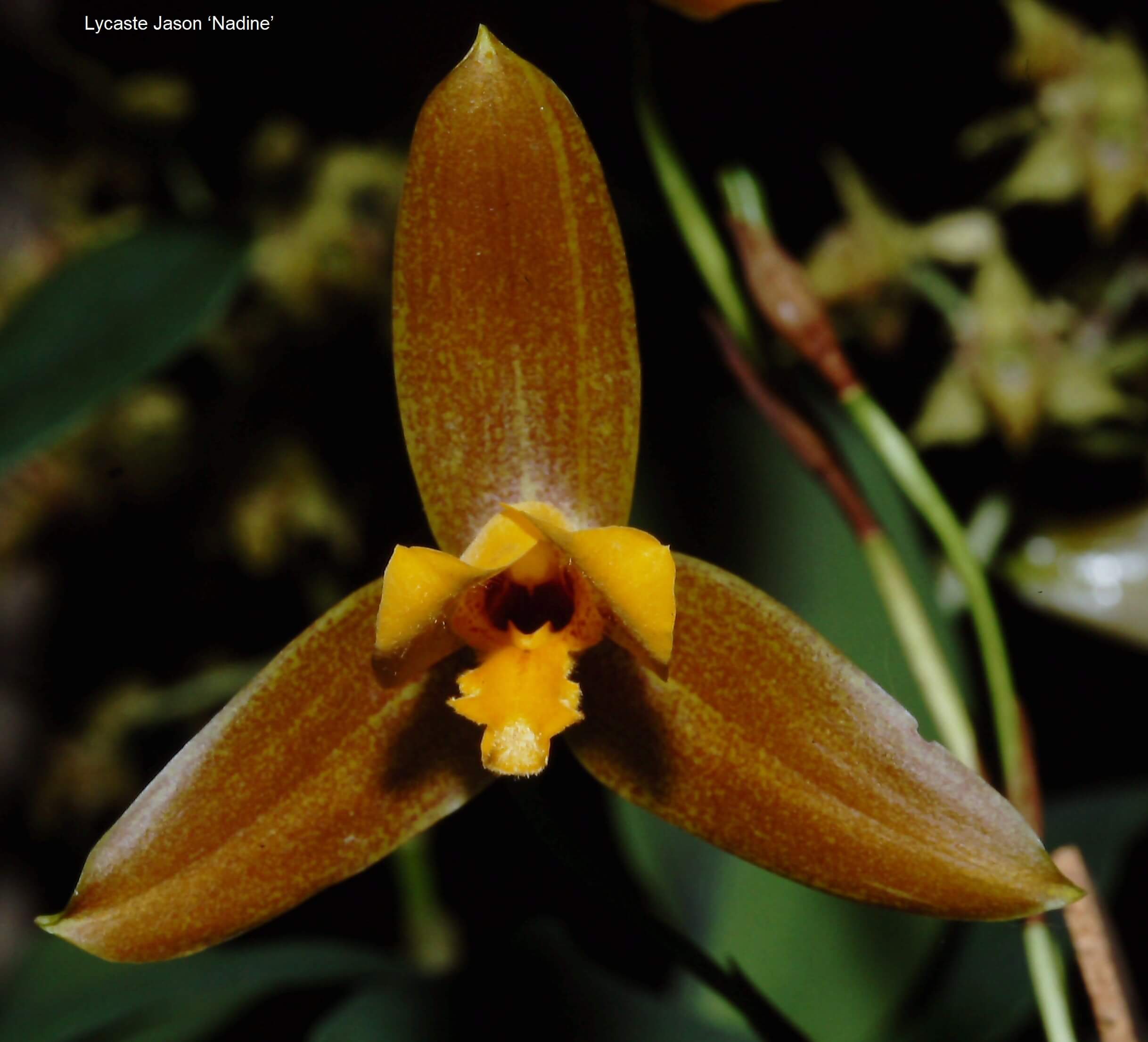 Lycaste Jason