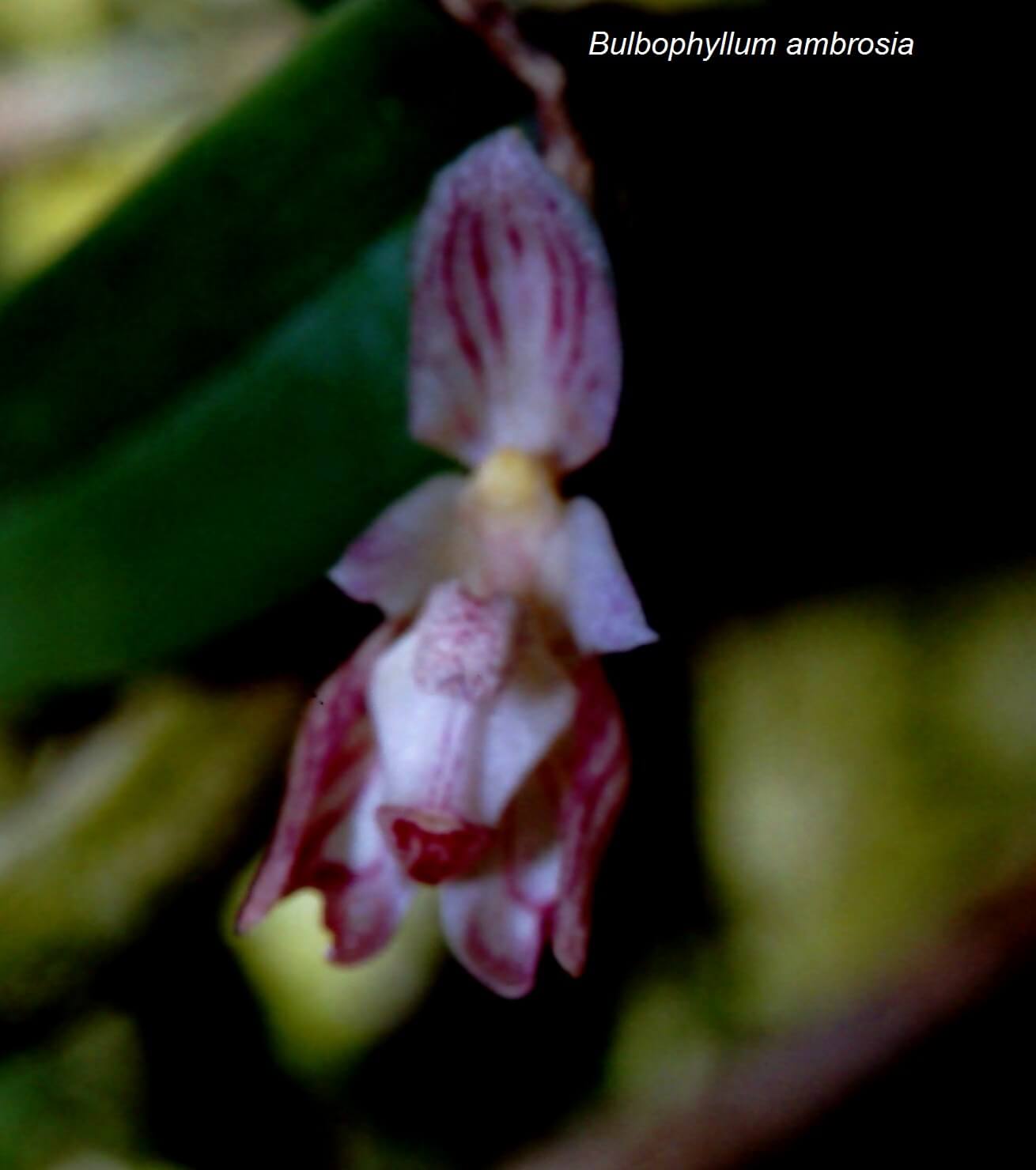 Bulbophyllum ambrosia