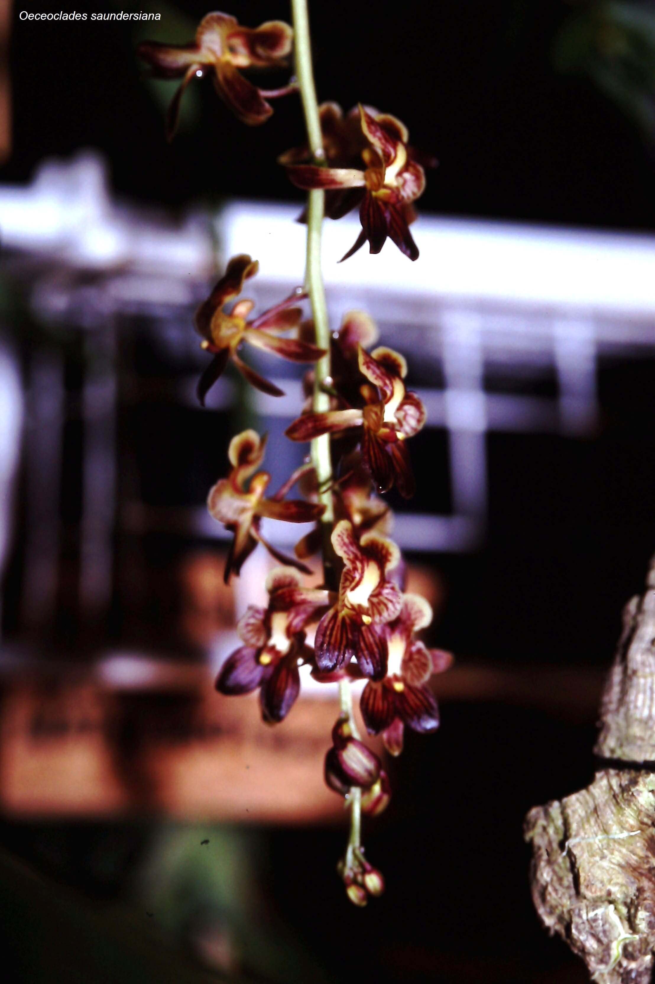 Oeceoclades saundersiana