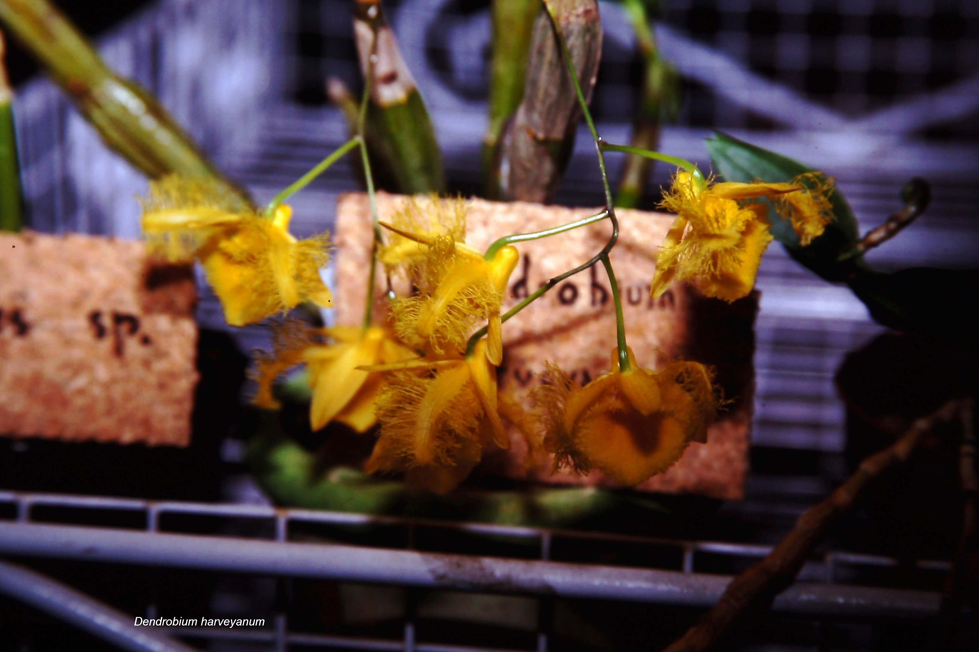 Dendrobium harveyanum