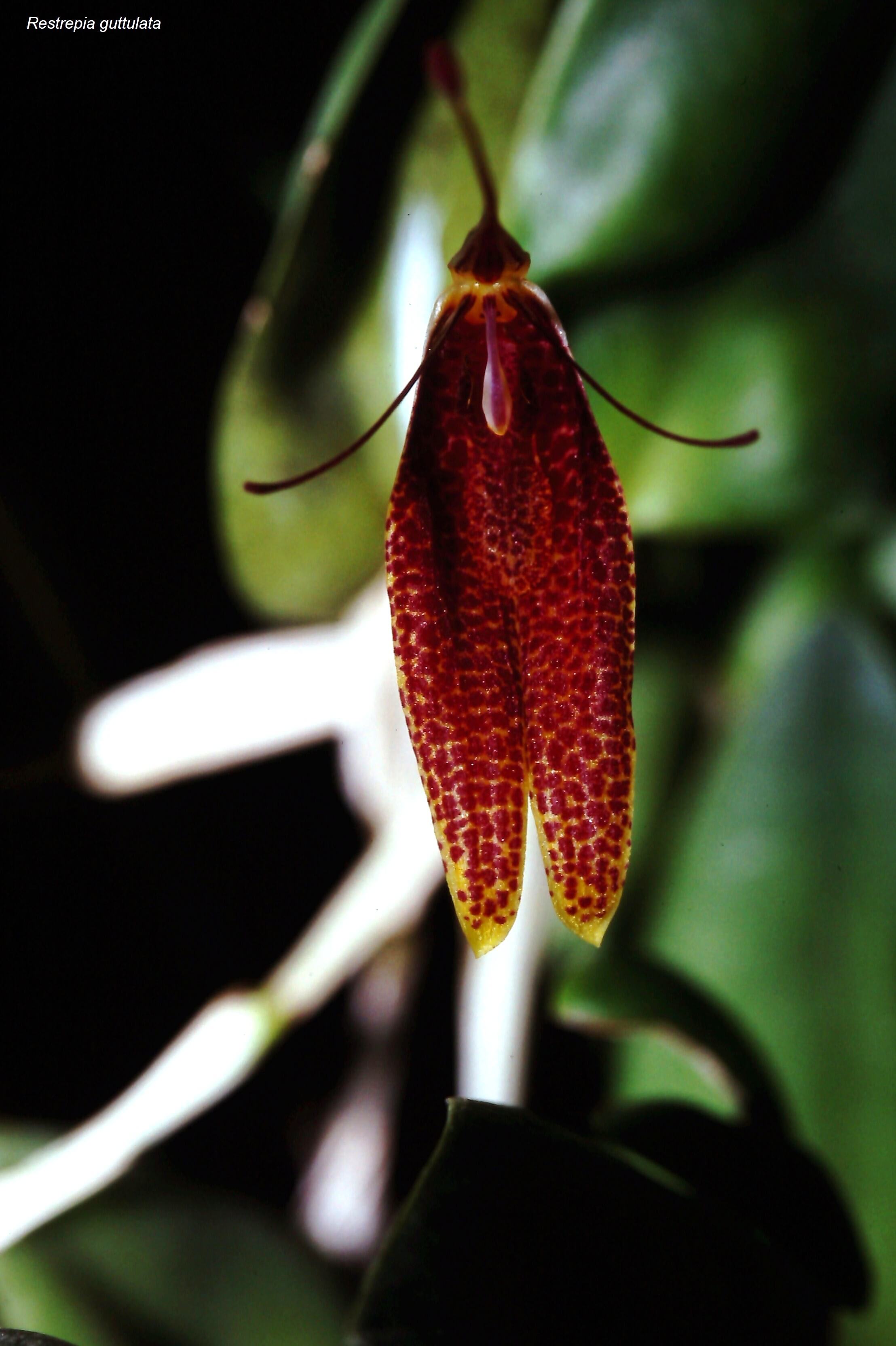 Restrepia guttulata