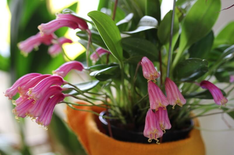 Masdevallia notosibirica