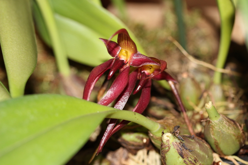 Bulbophyllum nymphopolitanum