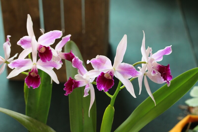 Cattleya purpurata var striata