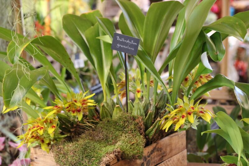 Bulbophyllum graveolens