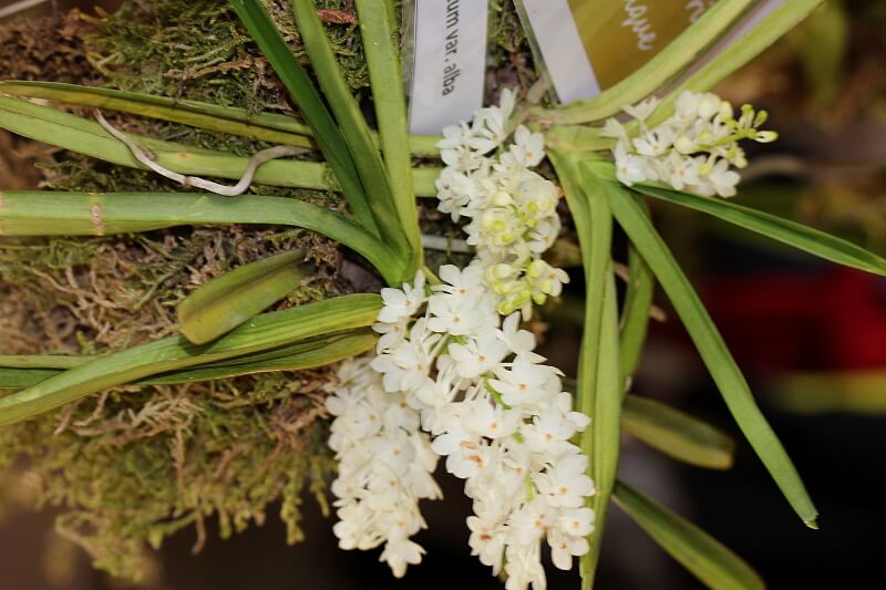 Vanda ampullacea Alba