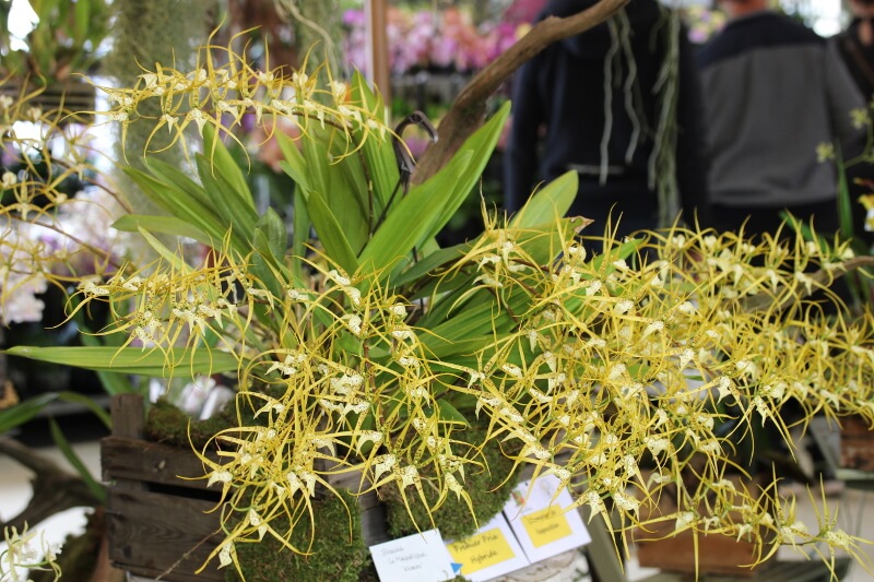 Brassia Le Magnifique