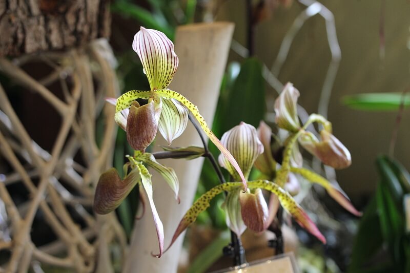 Paphiopedilum Julius