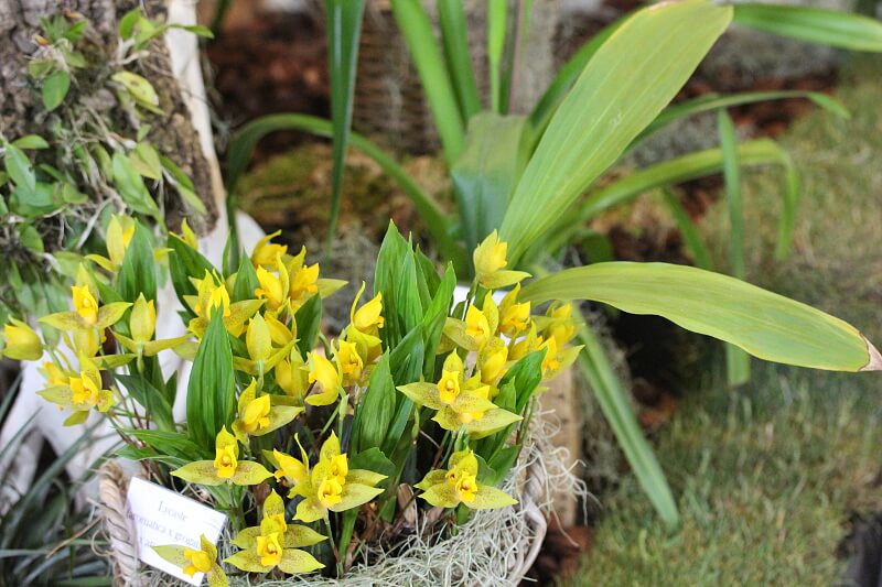 Lycaste (aromatica x groganii) x aromatica
