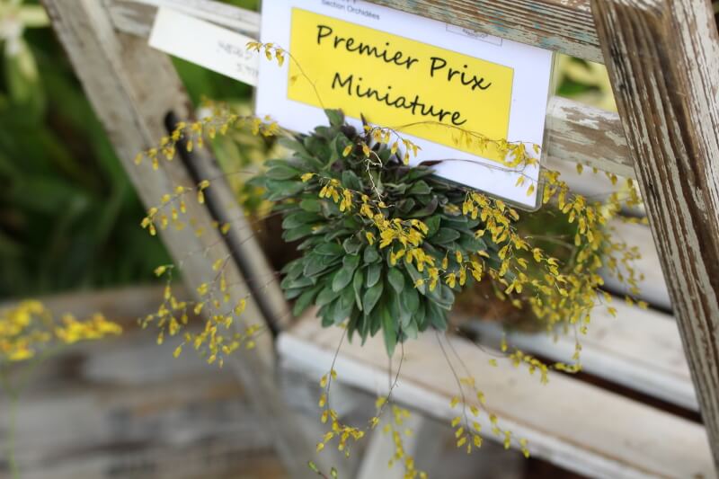 Pleurothallis grobyi