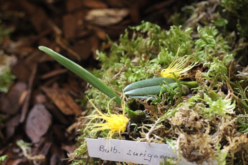 Bulbophyllum surigaense