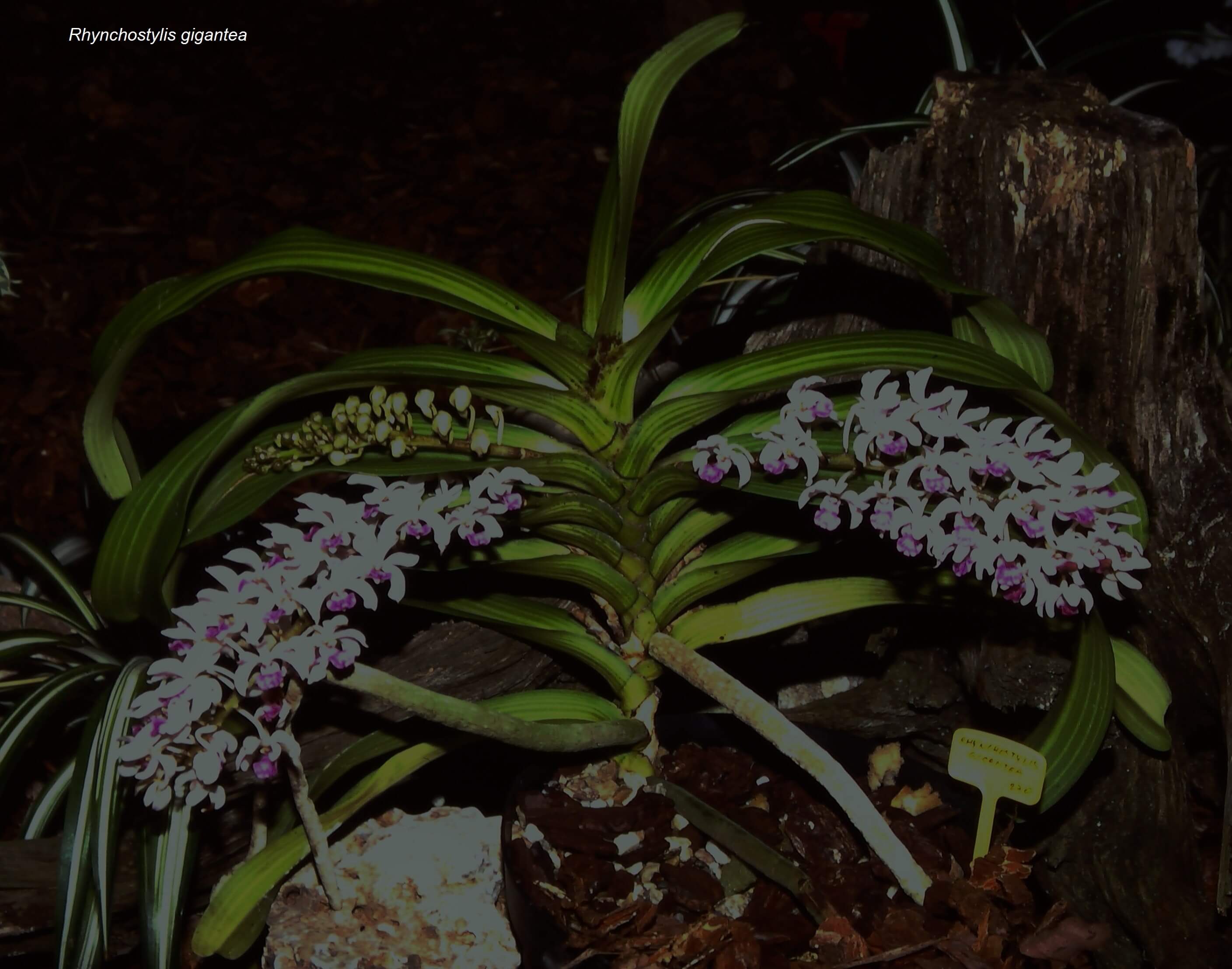 Rhynchostylis gigantea