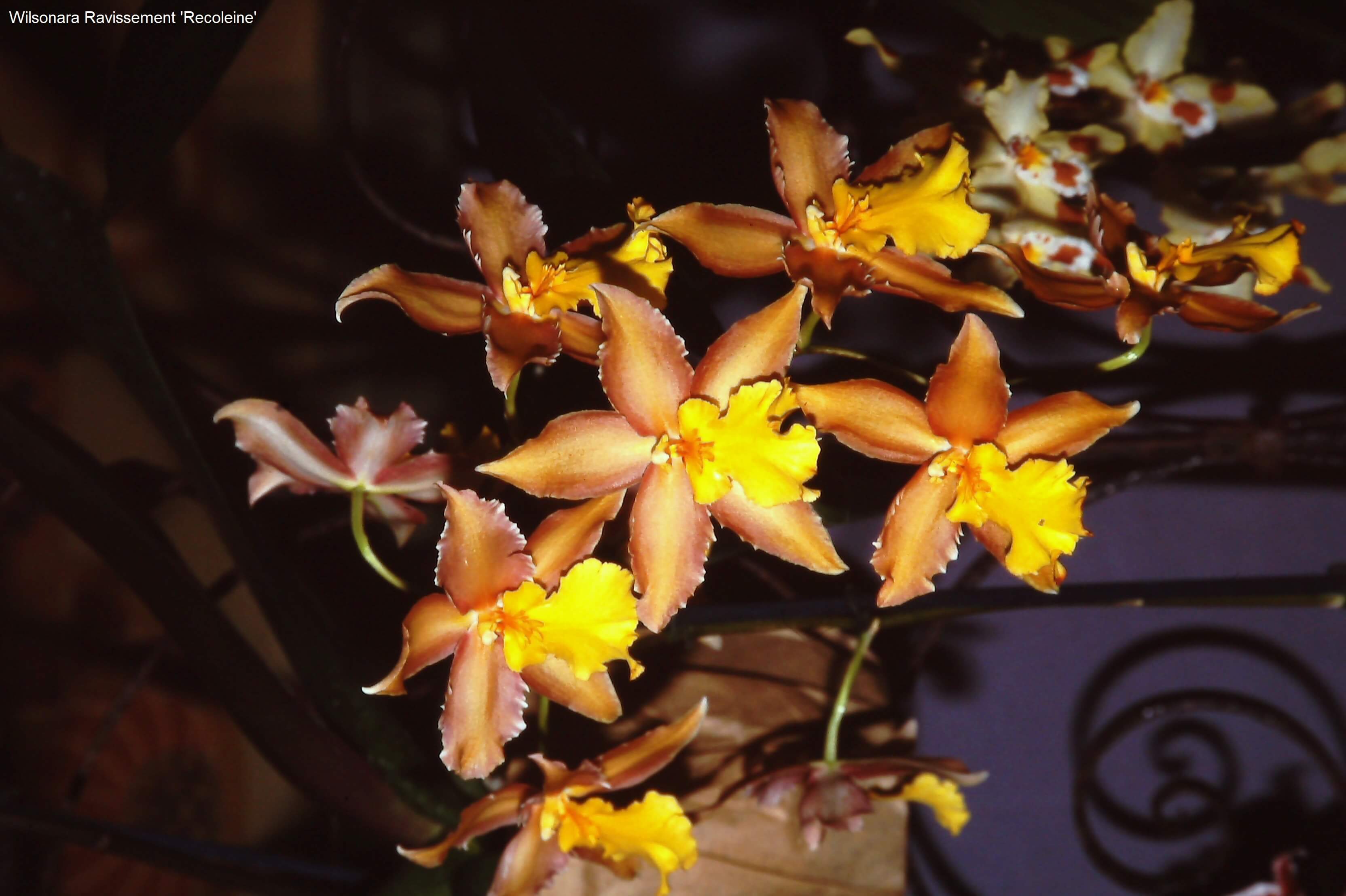 Wilsonara Ravissement