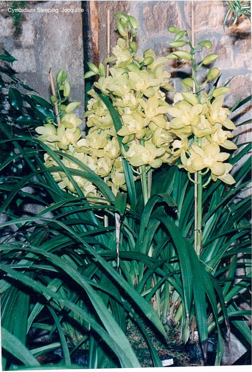 Cymbidium Sleeping ‘JonquilIe'