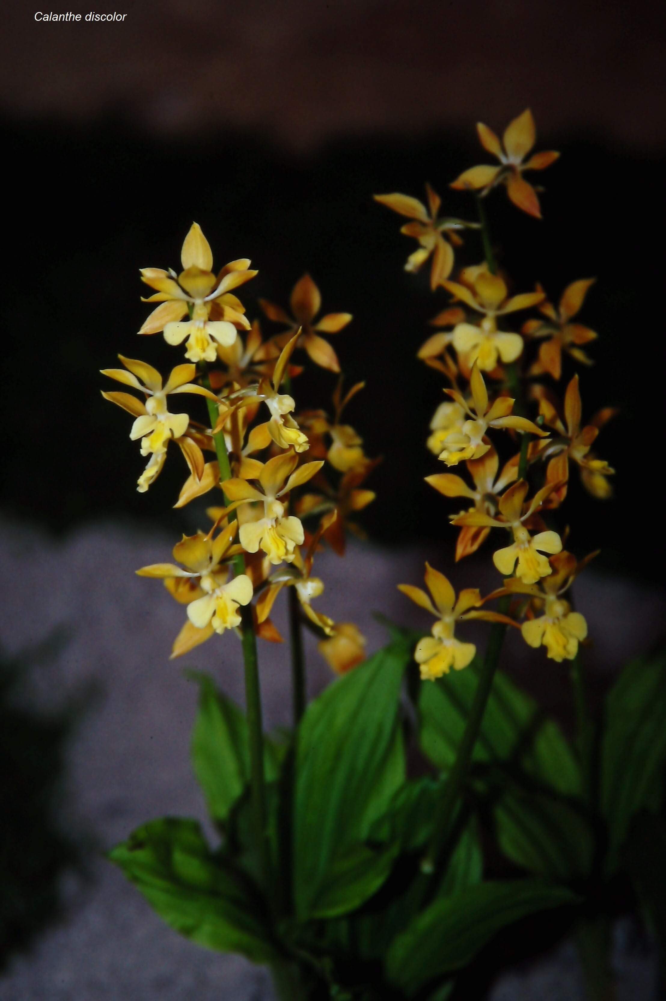 Calanthe discolor