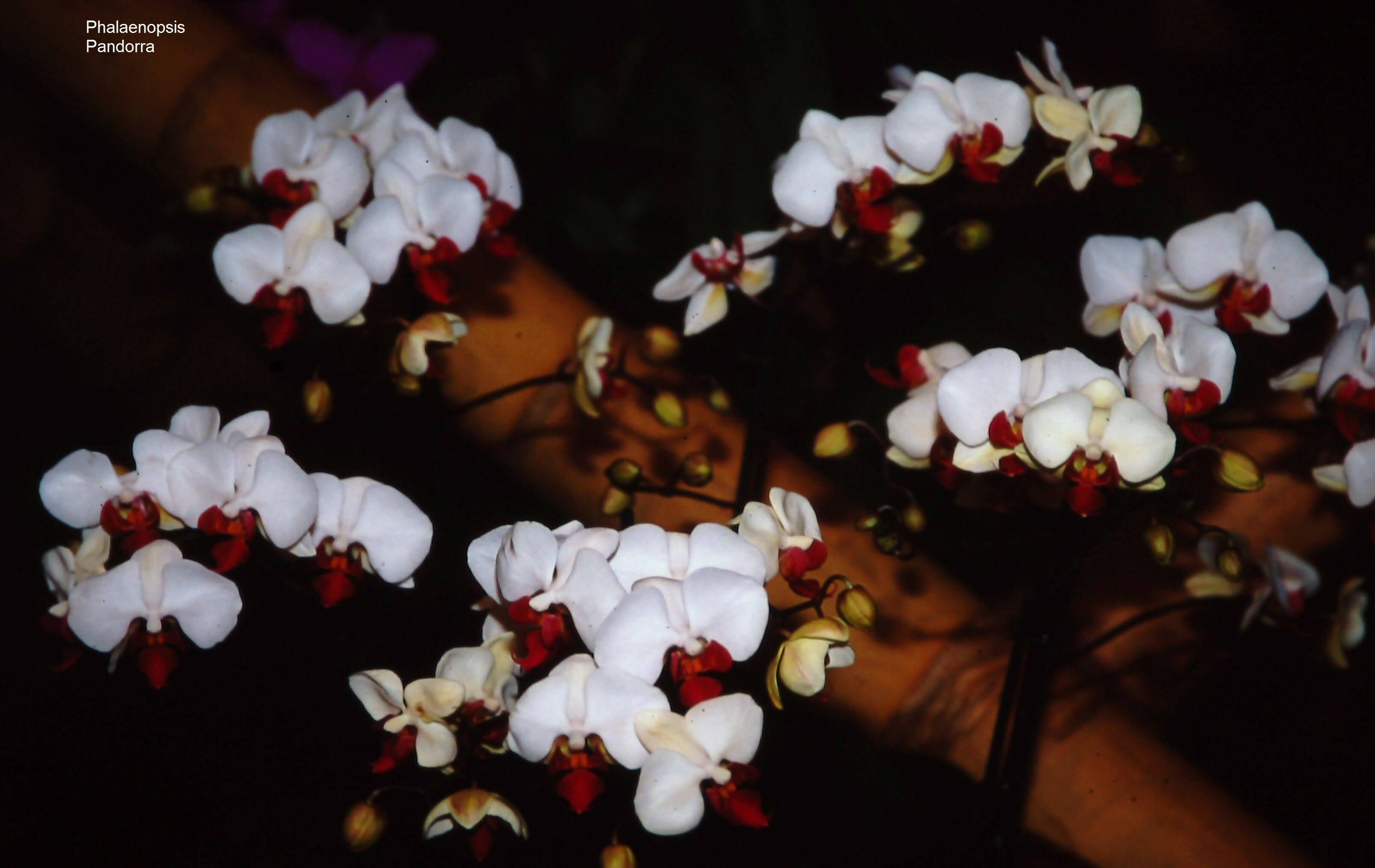 Phalaenopsis Pandorra