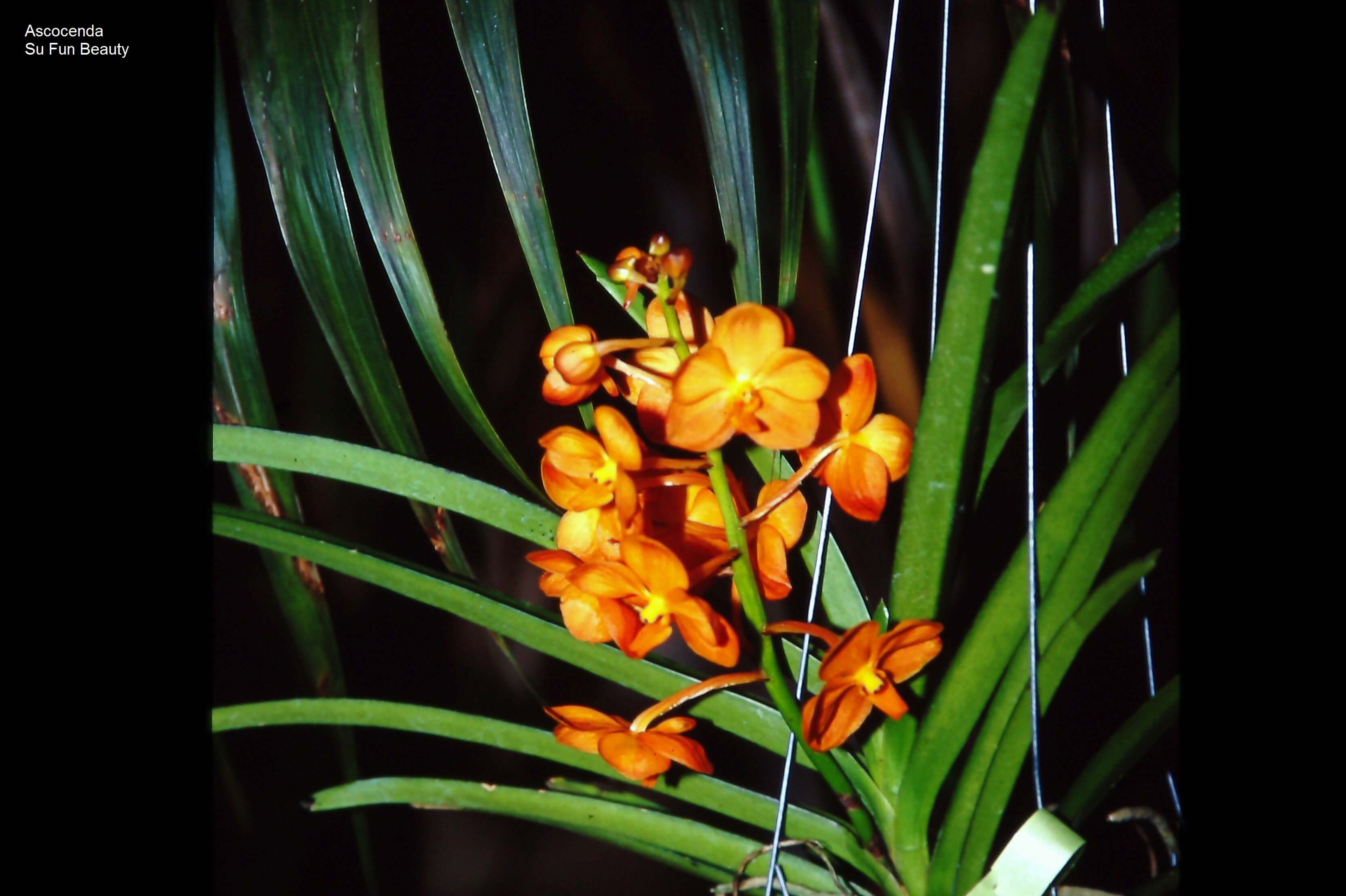 Ascocenda Su Fun Beauty