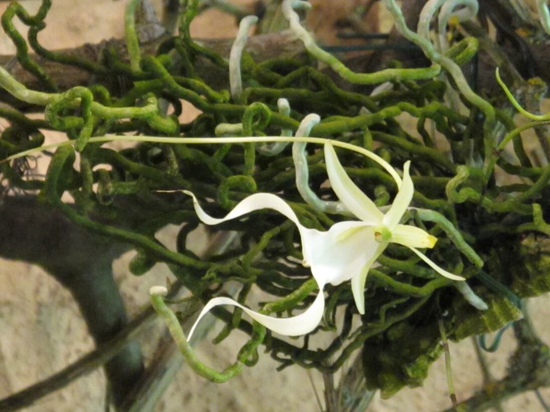 Dendrophylax lindenii