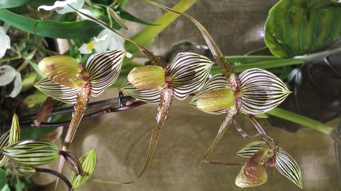Paphiopedilum Saint Swithin