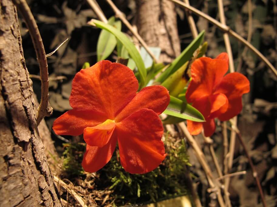 Sophronitis coccinea