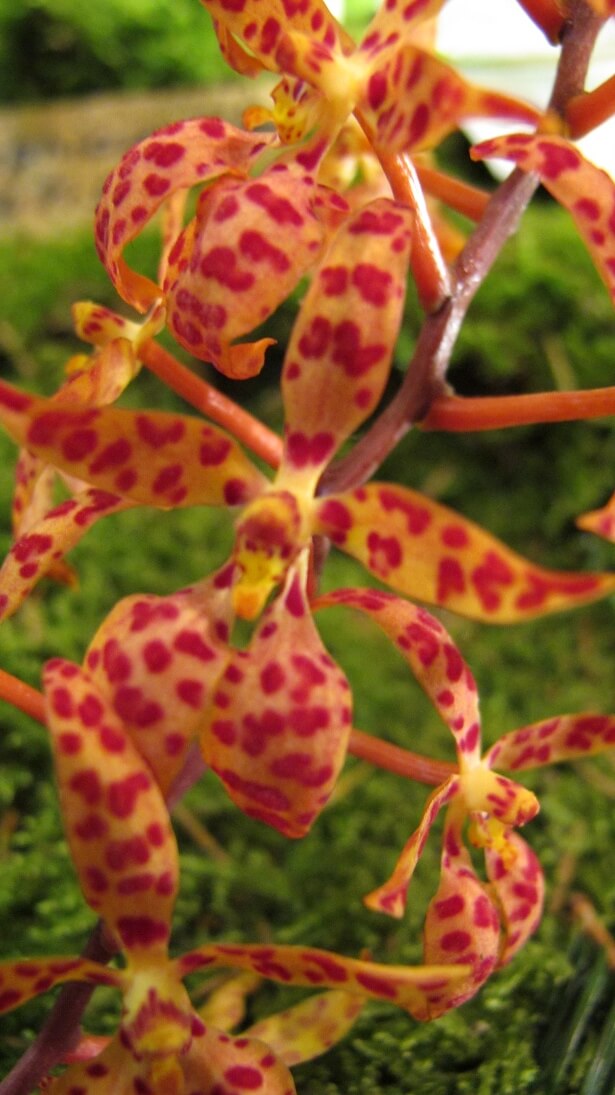 Renanthera monachica