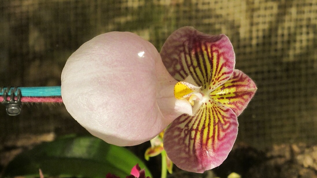 Paphiopedilum micranthum