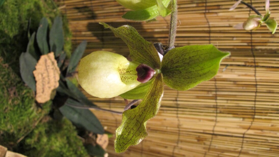 Paphiopedilum malipoense x Paphiopedilum chamberlainianum