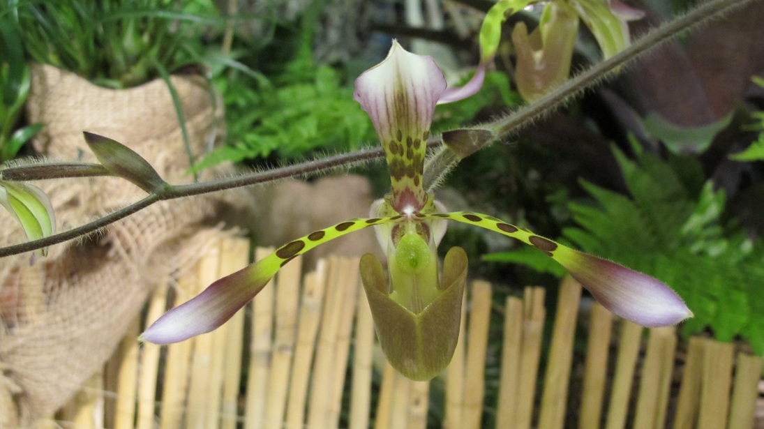 Paphiopedilum haynaldianum