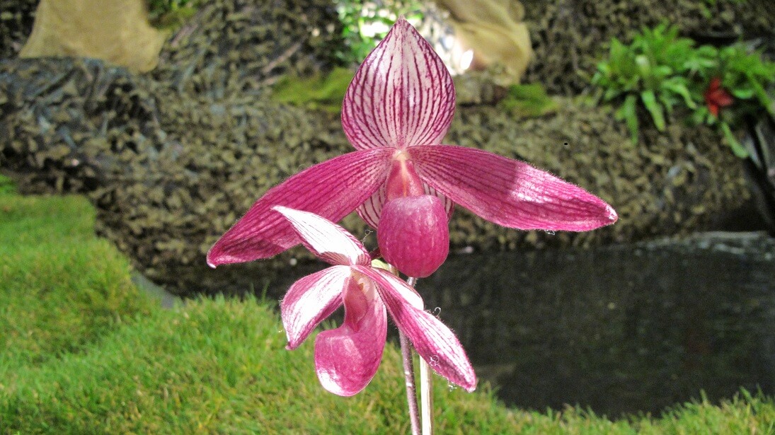 Paphiopedium Delrosi