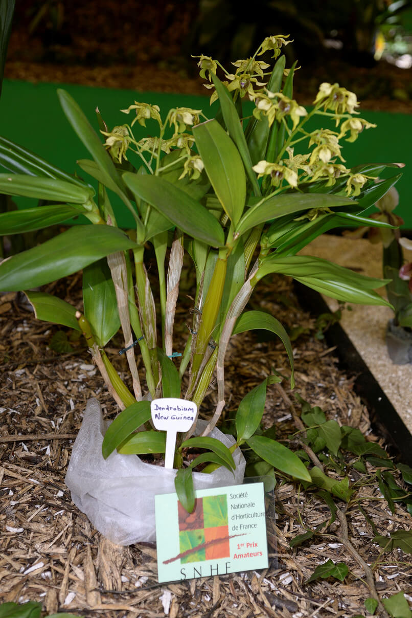 Dendrobium New Guinea