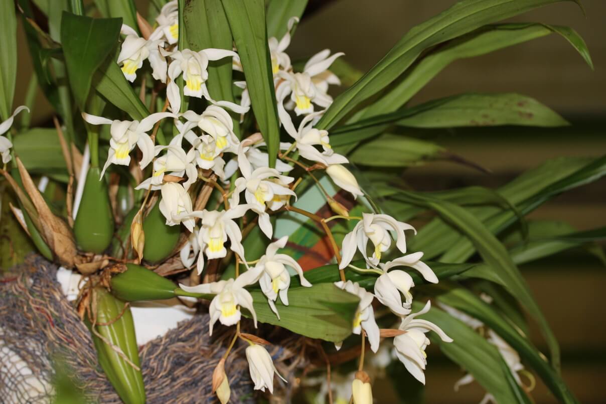 Coelogyne glandulosa
