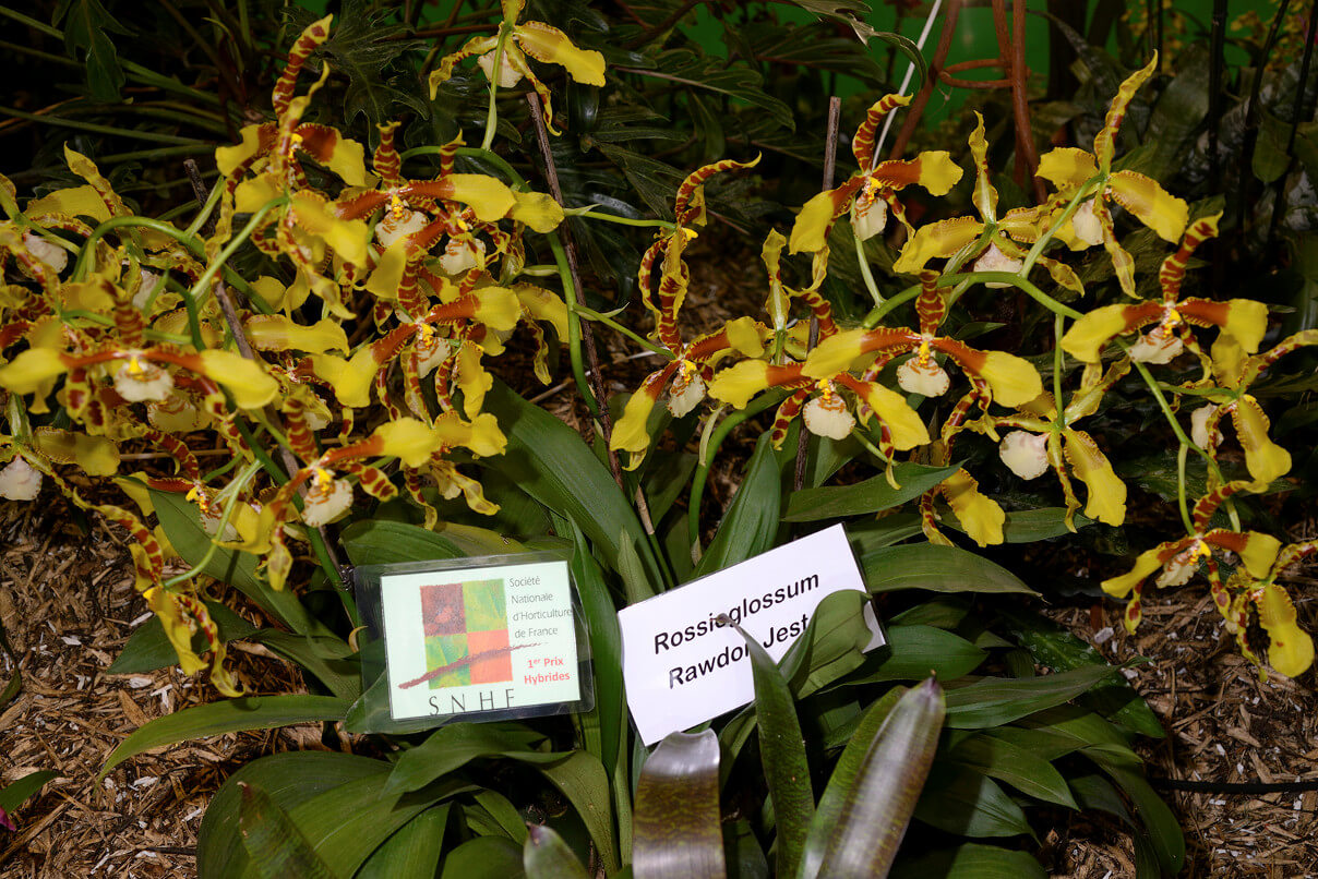 Rossioglossum Rowdon Jester