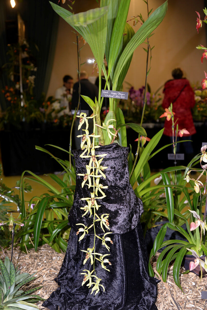 Coelogyne Green Dragon