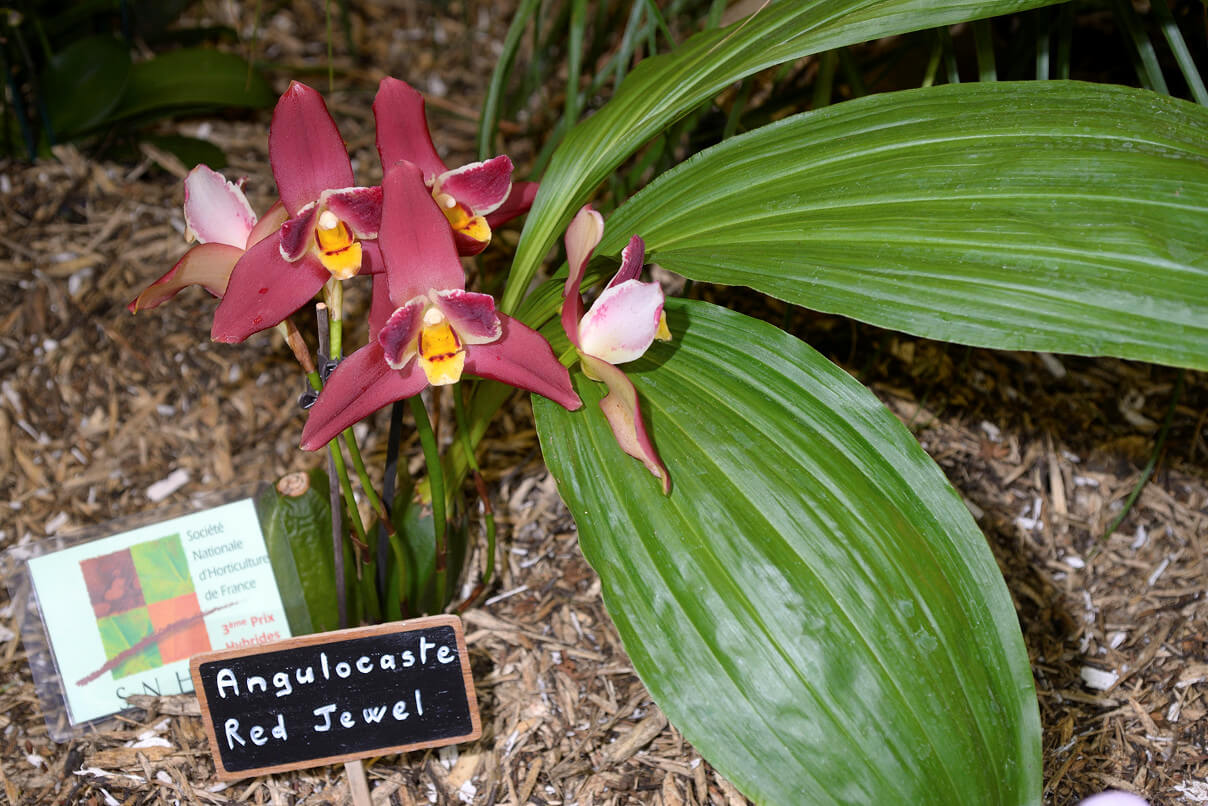 Angulocaste Red Jewel
