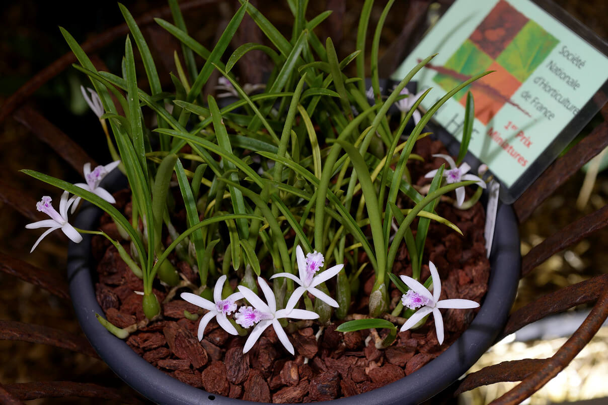 Laelia lundii