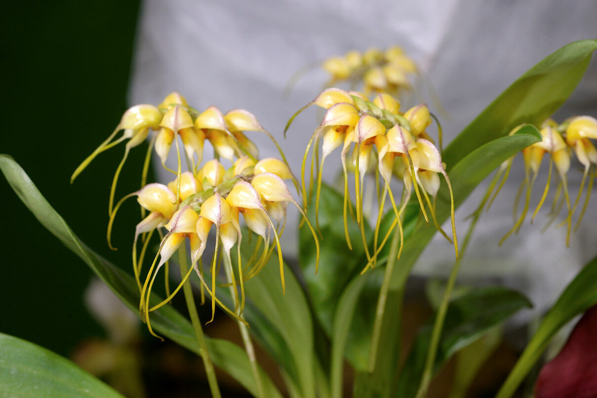 Masdevallia lehmanii