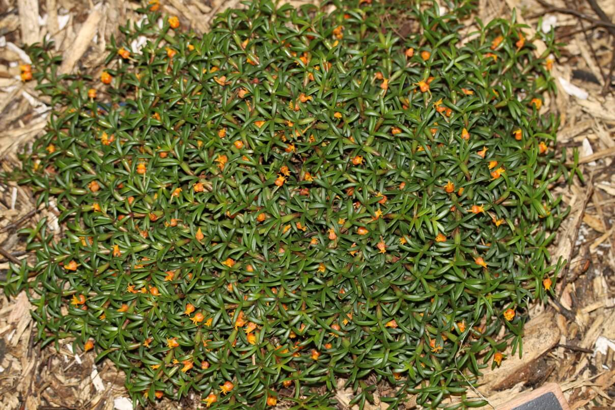 Mediocalcar pygmaeum