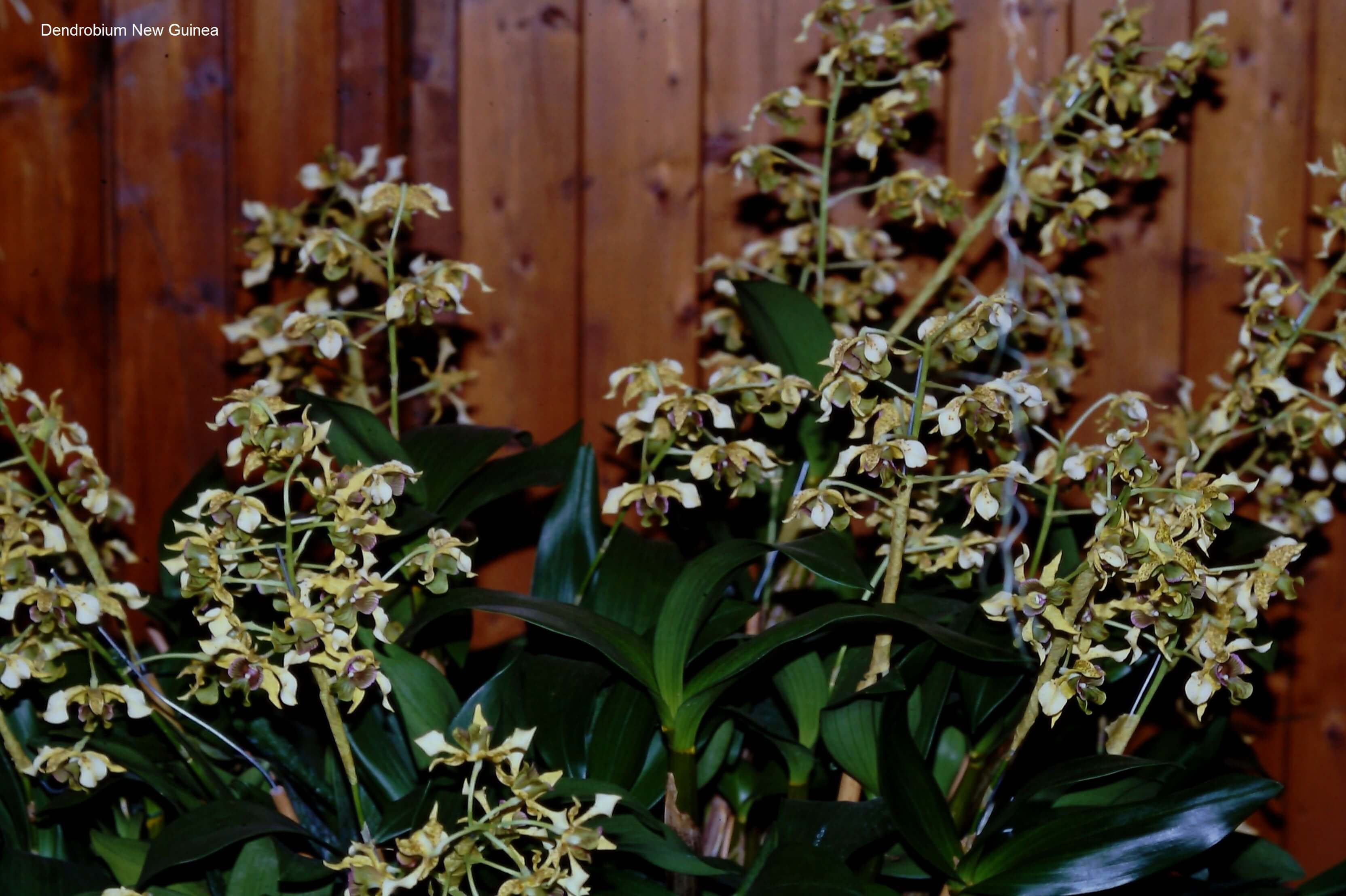 Dendrobium New Guinea
