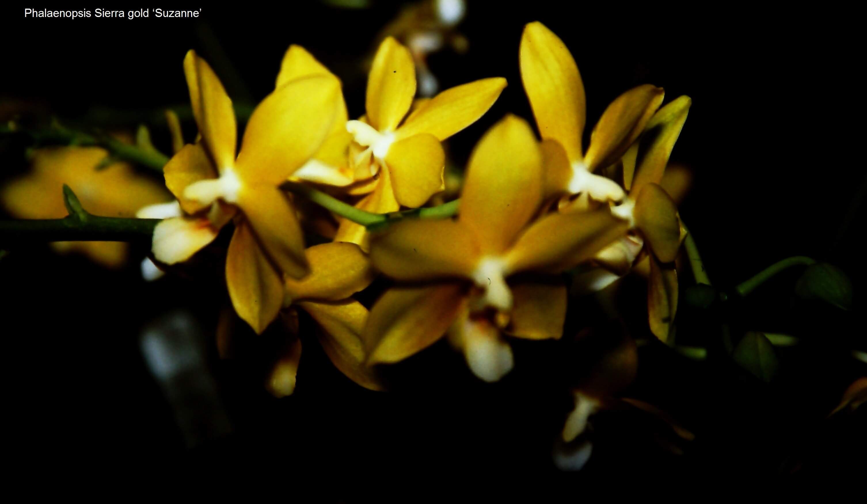 Phalaenopsis Sierra Gold